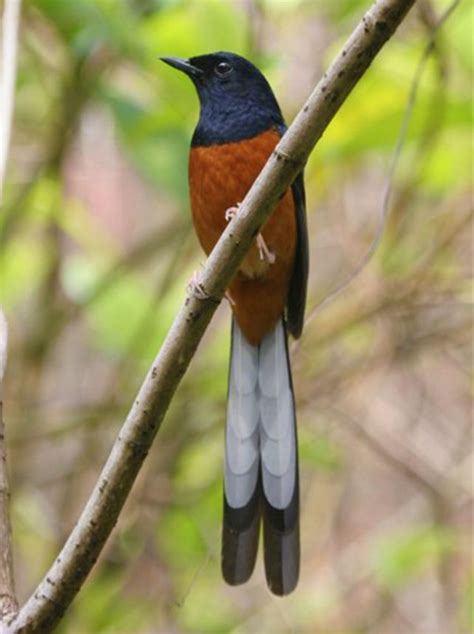 Sinonim gacor  Selanjutnya, berdasarkan Kamus Besar Bahasa Indonesia V, gacor memiliki arti yang berkaitan dengan kicauan burung